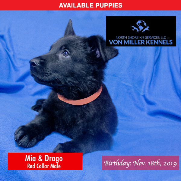 Von-Miller-Kennels_Puppies-German-Shepherds-11-18-2019-litter-Red-Male-2